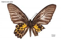 藏品(黃裳鳳蝶)的圖片